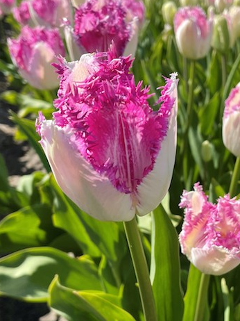 Tulip Eyelash Variety ( shredded tulip ) 3 bulbs