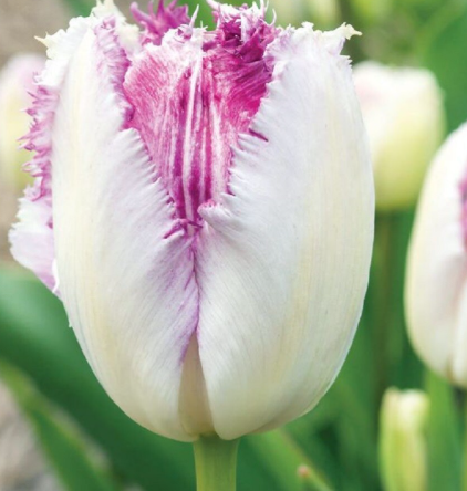 Tulip Eyelash Variety ( shredded tulip ) 3 bulbs
