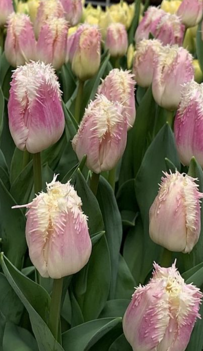 Tulip Hawaii Variety ( shredded tulip ) 3 bulbs