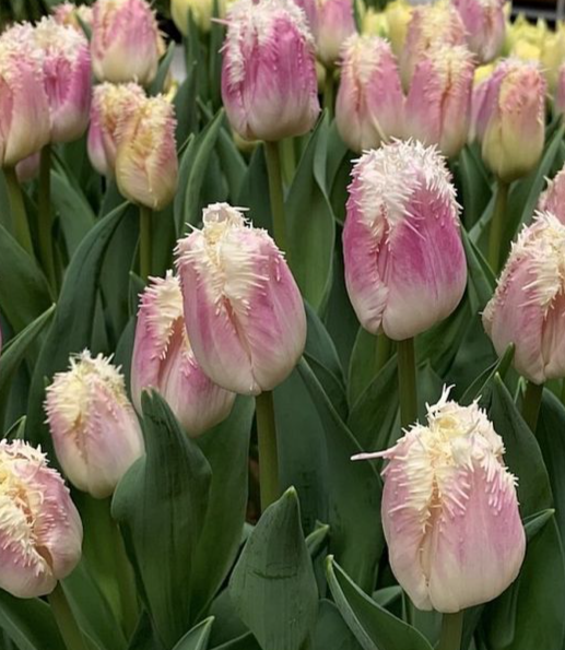 Tulip Hawaii Variety ( shredded tulip ) 3 bulbs