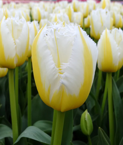 Tulip Lemon Beauty Variety ( shredded tulip ) 3 bulbs
