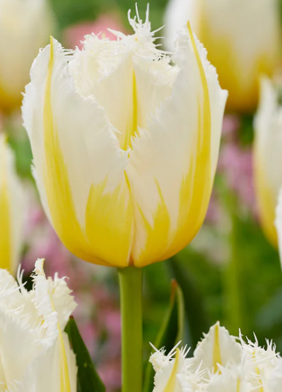 Tulip Lemon Beauty Variety ( shredded tulip ) 3 bulbs