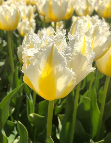 Tulip Lemon Beauty Variety ( shredded tulip ) 3 bulbs