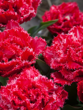 Tulip Bendigo Variety ( shredded tulip ) 3 bulbs