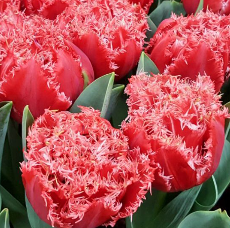 Tulip Bendigo Variety ( shredded tulip ) 3 bulbs