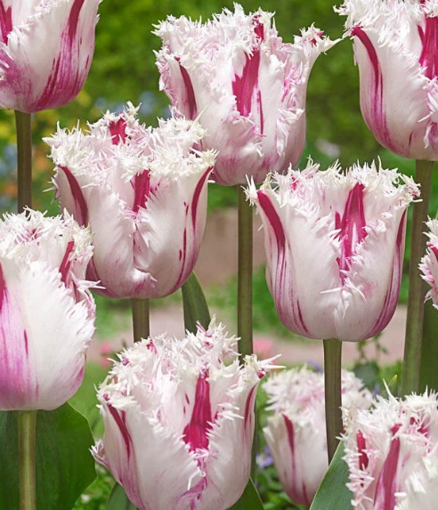 Tulip Coldplay Variety ( shredded tulip ) 3 bulbs