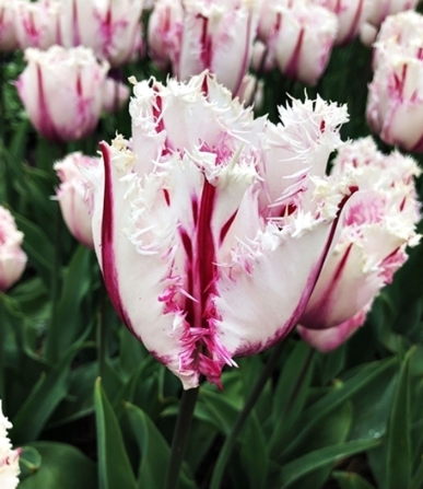 Tulip Coldplay Variety ( shredded tulip ) 3 bulbs