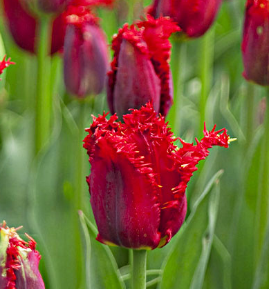 Tulip Valery Gergiev Variety ( shredded tulip ) 3 bulbs