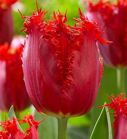 Tulip Valery Gergiev Variety ( shredded tulip ) 3 bulbs
