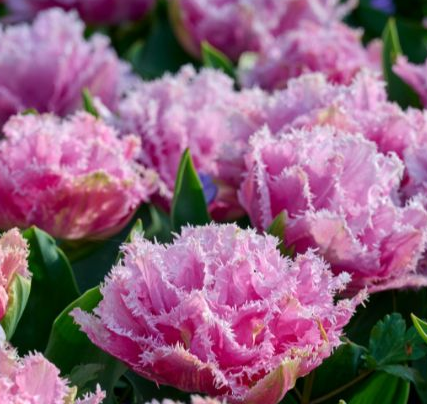 Tulip Perth Variety ( shredded tulip ) 3 bulbs