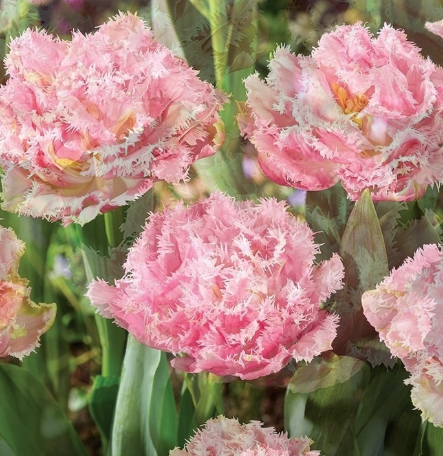 Tulip Perth Variety ( shredded tulip ) 3 bulbs