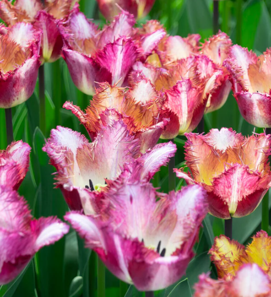 Tulip Color Fusion Variety ( shredded tulip ) 3 bulbs
