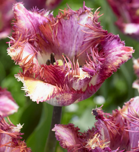 Tulip Color Fusion Variety ( shredded tulip ) 3 bulbs