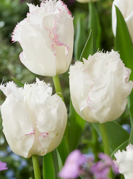 Tulip Lady Smile Variety ( shredded tulip ) 3 bulbs