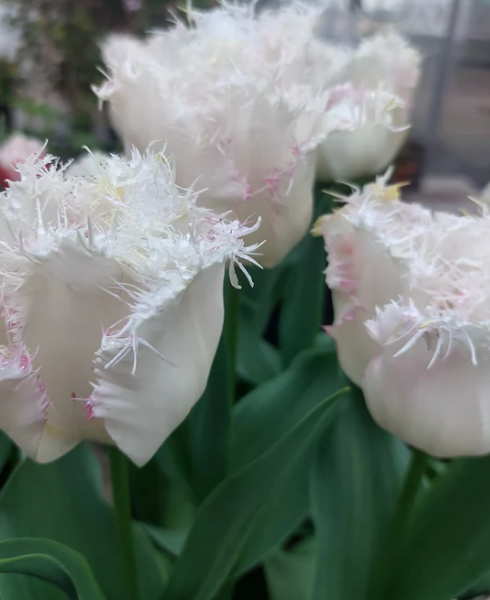 Tulip Lady Smile Variety ( shredded tulip ) 3 bulbs