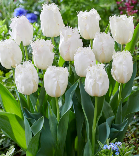 Tulip Lady Smile Variety ( shredded tulip ) 3 bulbs