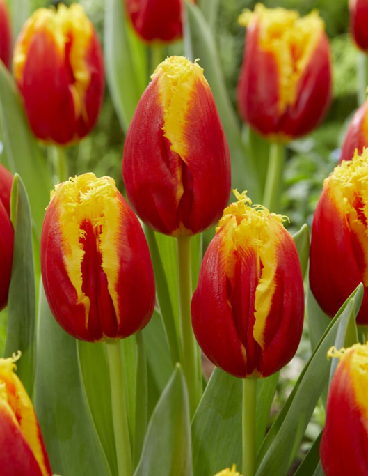 Tulip Davenport Variety ( shredded tulip ) 3 bulbs