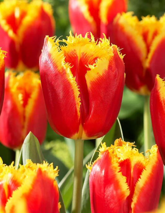 Tulip Davenport Variety ( shredded tulip ) 3 bulbs