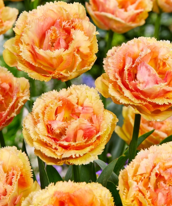 Tulip Vaya Con Dios Variety ( shredded tulip ) 3 bulbs