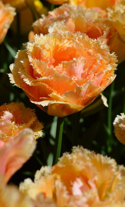 Tulip Vaya Con Dios Variety ( shredded tulip ) 3 bulbs