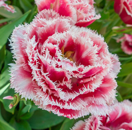 Tulip Brest Variety ( shredded tulip ) 3 bulbs
