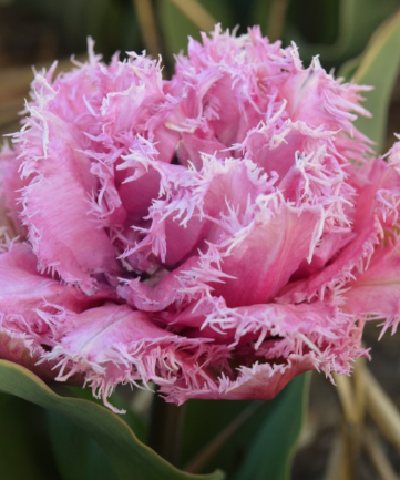 Tulip Newcastle Variety ( shredded tulip ) 3 bulbs