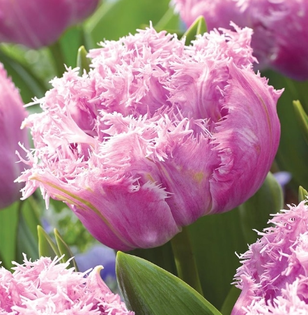 Tulip Newcastle Variety ( shredded tulip ) 3 bulbs