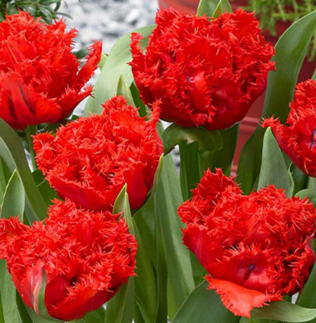 Tulip Anfield Variety ( shredded tulip ) 3 bulbs