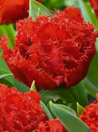 Tulip Anfield Variety ( shredded tulip ) 3 bulbs