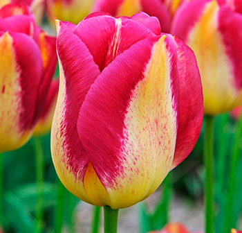 Tulip Boston Variety ( Triumph tulip ) 3 bulbs