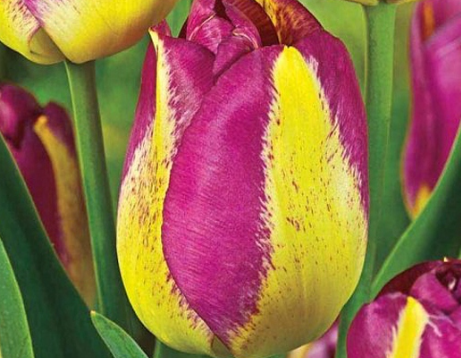 Tulip Boston Variety ( Triumph tulip ) 3 bulbs