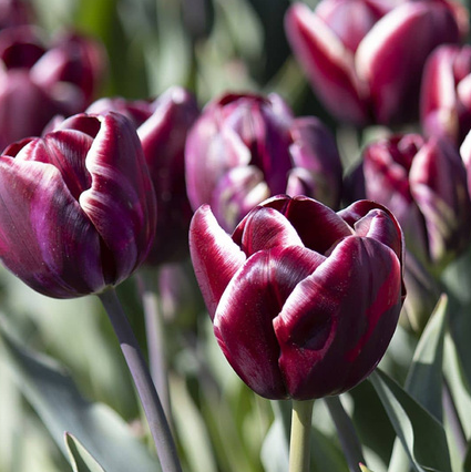 Tulip Arabian Mystery Variety ( Triumph tulip ) 3 bulbs