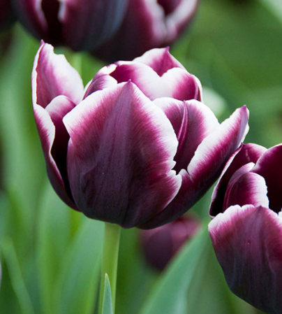 Tulip Arabian Mystery Variety ( Triumph tulip ) 3 bulbs