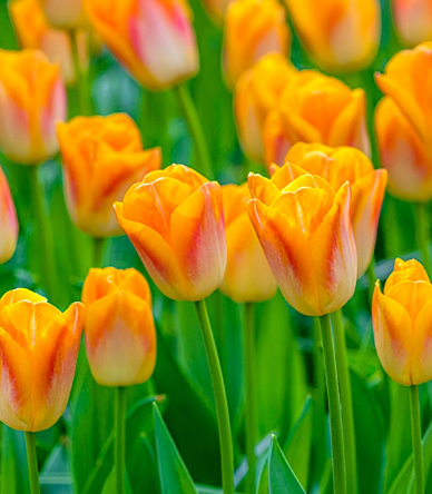 Tulip Golden Dynasty Variety ( Triumph tulip ) 3 bulbs