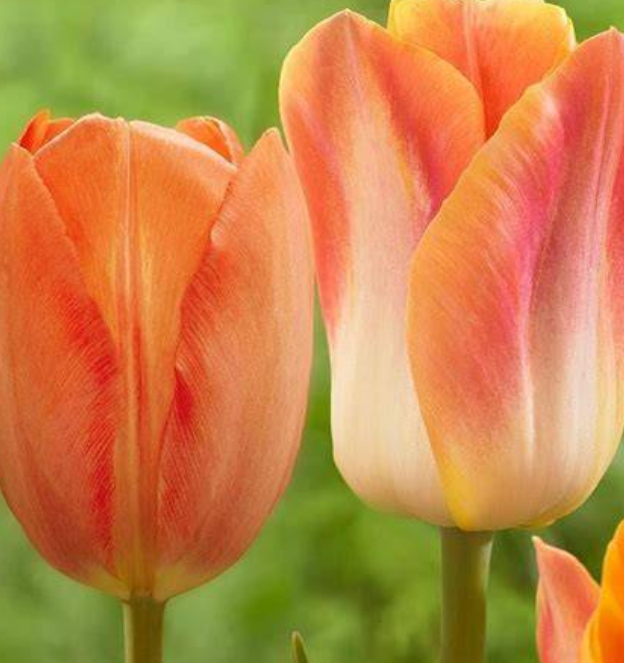 Tulip Golden Dynasty Variety ( Triumph tulip ) 3 bulbs