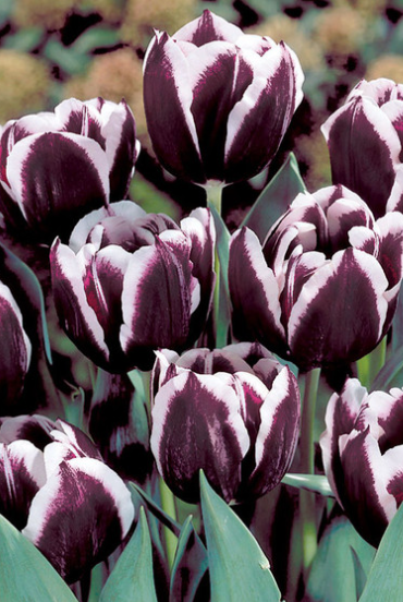 Tulip Jackpot Variety ( Triumph tulip ) 3 bulbs