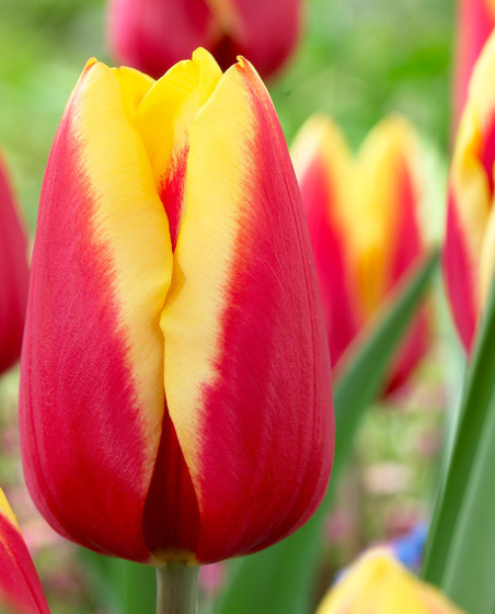 Tulip Jan Seignette Variety ( Triumph tulip ) 3 bulbs