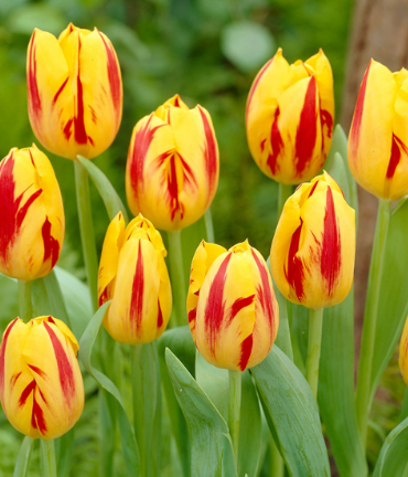 Tulip Washington Variety ( Triumph tulip ) 3 bulbs