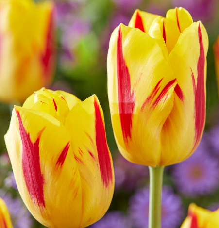 Tulip Washington Variety ( Triumph tulip ) 3 bulbs