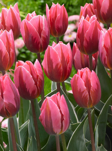 Tulip Pretty Princess Variety ( Triumph tulip ) 3 bulbs