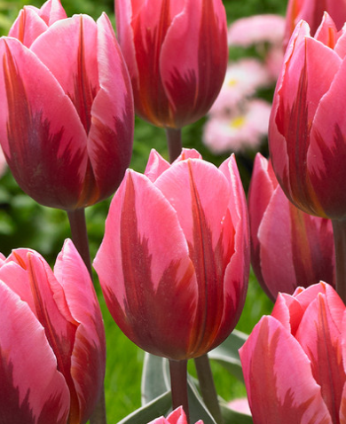 Tulip Pretty Princess Variety ( Triumph tulip ) 3 bulbs