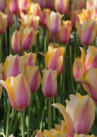 Tulip Blushing Lady Variety ( Triumph tulip ) 3 bulbs