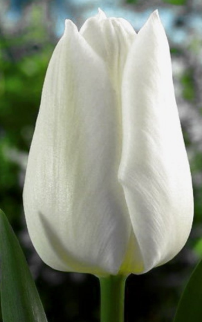 Tulip White Dream Variety ( Triumph tulip ) 3 bulbs