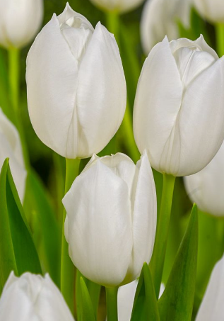 Tulip White Dream Variety ( Triumph tulip ) 3 bulbs