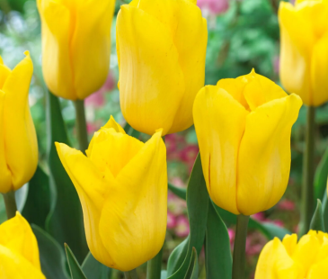 Tulip Yellow Flight Variety ( Triumph tulip ) 3 bulbs