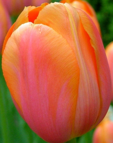 Tulip Dordogne Variety ( Triumph tulip ) 3 bulbs