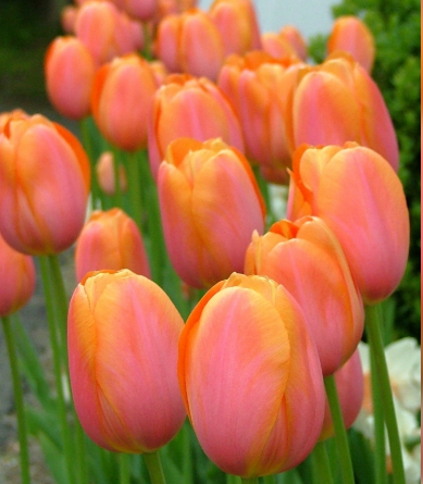 Tulip Dordogne Variety ( Triumph tulip ) 3 bulbs