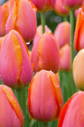 Tulip Dordogne Variety ( Triumph tulip ) 3 bulbs