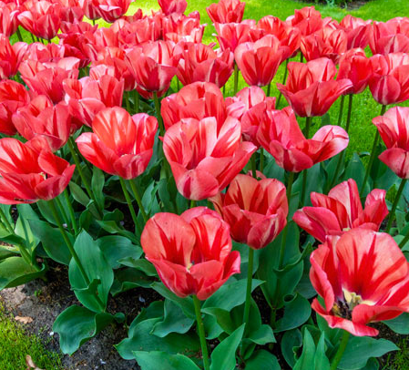 Tulip Spryng Break Variety ( Triumph tulip ) 3 bulbs