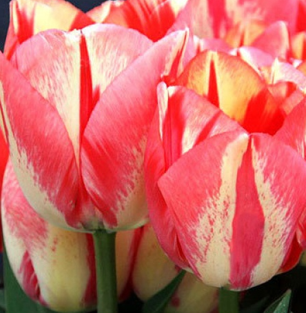Tulip Spryng Break Variety ( Triumph tulip ) 3 bulbs